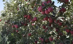 Niğde'de elma rekoltesi yüzde 95 düştü