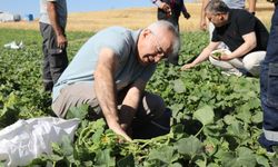Çubuk'ta turşuluk salatalık hasadı sürüyor