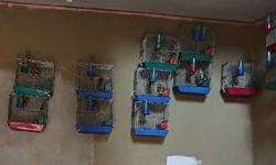 Adana'da evinde 21 saka kuşu besleyene 151 bin lira ceza