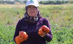 Ata tohumundan elde edilen Karahıdır domatesinde hasat başladı