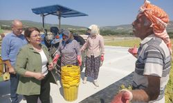 Üzüm üreticisinde hayal kırıklığı