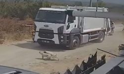 Ezerek öldürdükleri köpekleri çöp kamyonuna atıp götürdüler