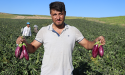 Kayseri'nin coğrafi işaretli Yamula patlıcanında hasat başladı