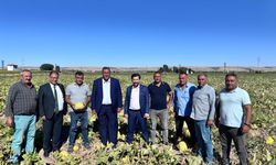 Gürer: Tarlada üründe sorun çok