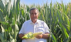 Gürer: TMO'nun mısır alım fiyatı çiftçinin emeğini karşılamıyor
