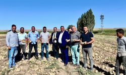 Gürer: Patates TMO tarafından alınmalı