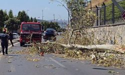 Üsküdar'da ağaç seyir halindeki otomobilin üzerine devrildi