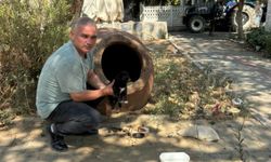 İzmir'de zehirlendiği iddia edilen 10 köpek ile 5 kedi öldü