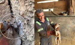 Kaya çatlağına sıkışan tilkiyi işçiler kurtardı