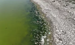 Kızılca Göleti'nin suyu çekildi, ölen balıklar kıyıya vurdu