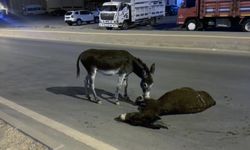 Otomobilin çarptığı eşek öldü, yavrusu başından ayrılmadı