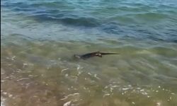 Saros’ta su samuru görüntülendi