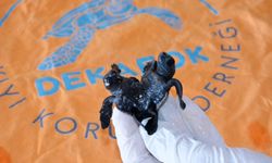 Türkiye'nin ilk canlı siyam ikizi caretta yavruları