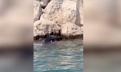 Antalya'da kayalıklara sıkışan balina yavrusu kurtarıldı