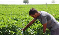 Şanlıurfa'da kavurucu sıcaklar pamuğa yaradı