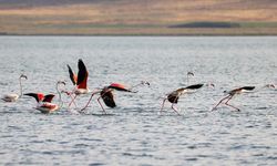 Flamingolar Van Gölü'ne renk katıyor