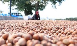 Karadeniz Sahil Yolu'ndaki kaldırımlarda fındık kurutma mesaisi başladı