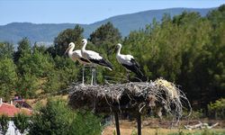 Sinop'taki Cuma Ovası'nda bu yıl leylek göçü gecikti