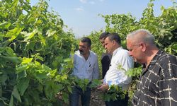 CHP’li Başevirgen’den TMO’ya kuru üzüm fiyatı çağrısı