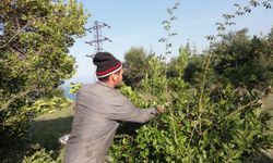 Türkiye, odun dışı orman ürünlerinde dünya liderliğine oynuyor