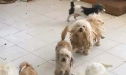 İzmir'de 20 köpeği sağlıksız şekilde evde tutan kadına 830 bin TL ceza
