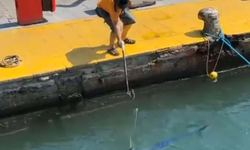 Nesli tükenme tehlikesi olan ‘mavi yelken balığı’nı zıpkınla vurdu; o anlar kamerada