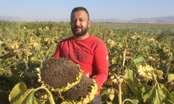 Rekoltenin yüzde 30 düştüğü Kayseri'de, ayçiçeği hasadı başladı