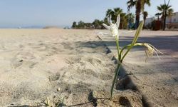 Kuşadası’nda yıllar sonra çiçek açan ‘kum zambağı’ koruma altına alındı