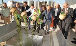 Ayvalık'ta yılın ilk hasadı yapıldı