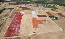 Gediz Ovası kurutmalık ürünlerle renklendi
