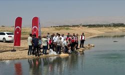 Atatürk Baraj Göleti'ne 1 milyon 75 bin balık yavrusu bırakıldı