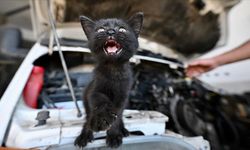 Tamire getirilen otomobilin motor kısmından çıkarılan kediyi usta sahiplendi