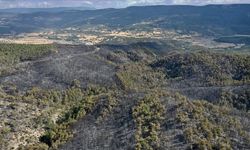 Kastamonu'daki orman yangınlarında 2 bin 736 hektar alan zarar gördü
