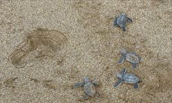 Alanya'da caretta caretta yavrularının denizle buluşma yolculuğu görüntülendi