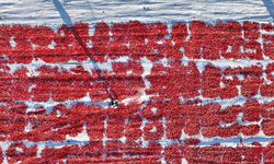 Erciyes eteklerindeki devasa araziler domates kırmızısıyla renklendi