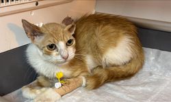 Enfeksiyon nedeniyle damağı çürüyen sahipsiz kedi, kıkırdaktan yapılan yamayla yaşama bağlandı