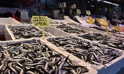 Trabzon'da hamsinin kilogramı 100 liradan satışa sunuldu