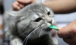 Yediği gıdadan zehirlenen sahipsiz kedi "dört ayağının üzerine düşünce" sağlığına kavuştu