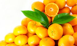 Satsuma mandalina 17 Ekim’de ihracata başlıyor