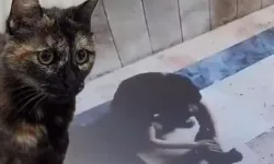 Başakşehir'de kediye işkence davasında karar: 3 yıl 8 ay hapis cezası