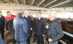 Çubuk Kaymakamı Bakır ve Belediye Başkanı Demirbaş canlı hayvan pazarını ziyaret etti