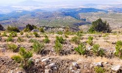 Nallıhan'da yanan ormanlık alanlarda ağaçlandırma çalışmaları sürüyor