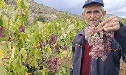 Beypazarı'nda bağ bozumu ve pekmez mesaisi başladı