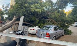 Antalya’da ağaç 5 otomobilin üzerine devrlidi
