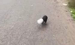 Başı plastik kaba sıkışan yavru köpeği kamyon şoförü kurtardı