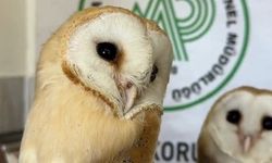 Bitkin halde bulunan yavru baykuşlar, tedavinin ardından doğaya salındı