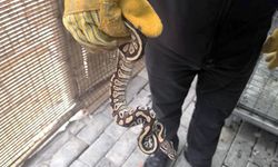 Cebinden yavru piton çıkan kişiye para cezası