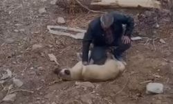 Fenalaşan köpeği kalp masajı yaparak kurtardı