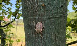 İstanbul’da 'kahverengi kokarca' ile mücadele