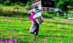 Karadeniz'in nemindeki sinsi tehlike; 'çiftçi akciğeri' kronikleşebilir